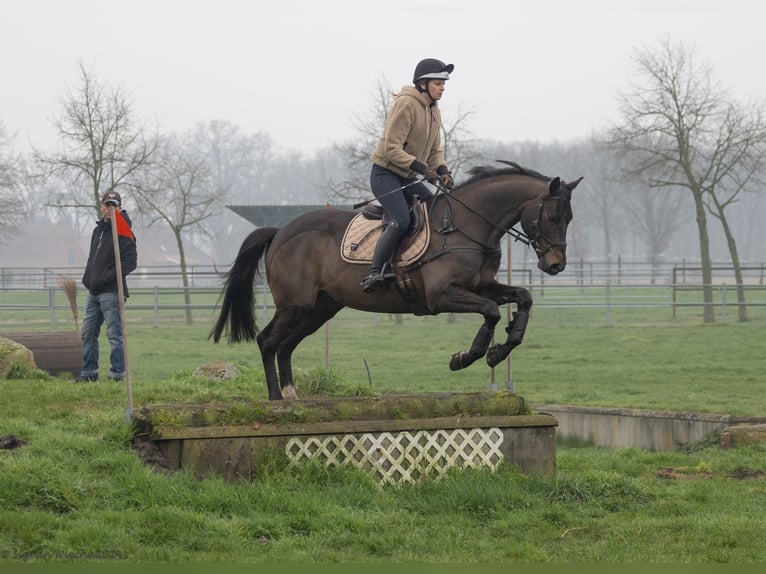 Trakehner Gelding 5 years 16,1 hh Bay-Dark in Vechta