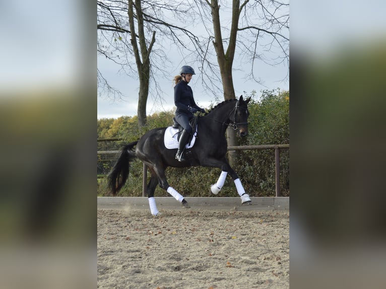 Trakehner Gelding 5 years 16,1 hh Bay-Dark in Vechta