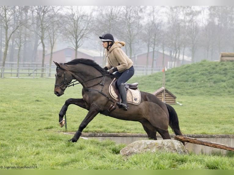 Trakehner Gelding 5 years 16,1 hh Bay-Dark in Vechta