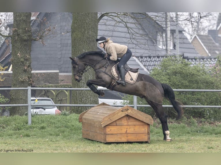 Trakehner Gelding 5 years 16,1 hh Bay-Dark in Vechta