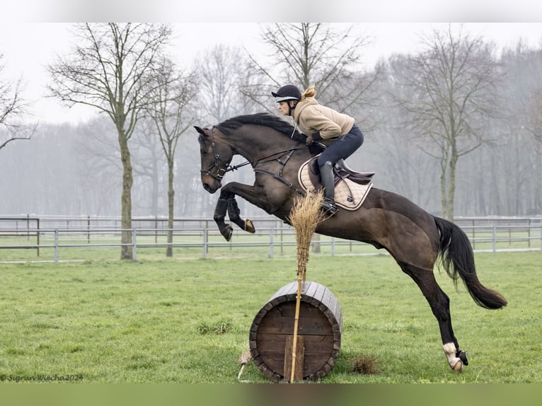 Trakehner Gelding 5 years 16,1 hh Bay-Dark in Vechta