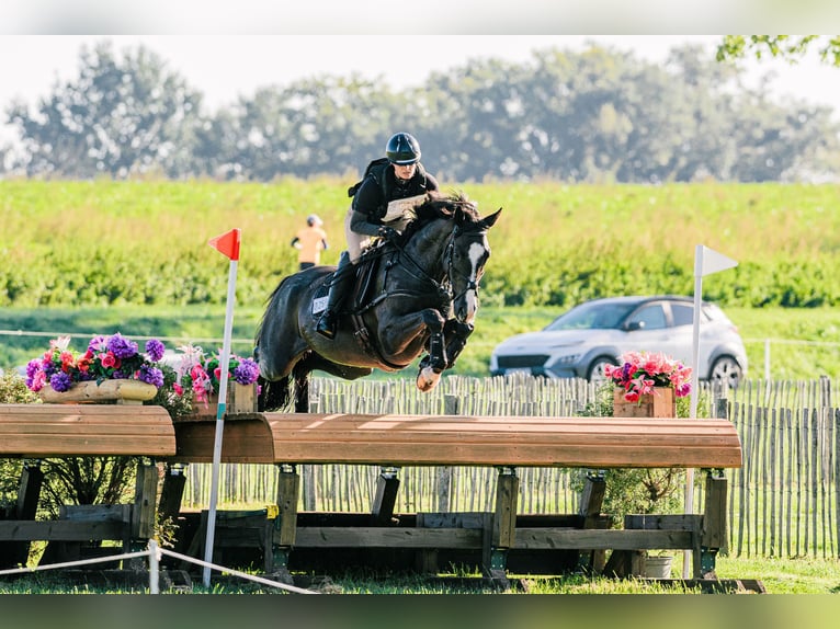 Trakehner Gelding 5 years 16,1 hh Bay-Dark in Vechta