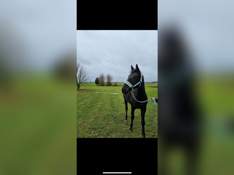 Trakehner Gelding 5 years 16,1 hh Black in Weimar