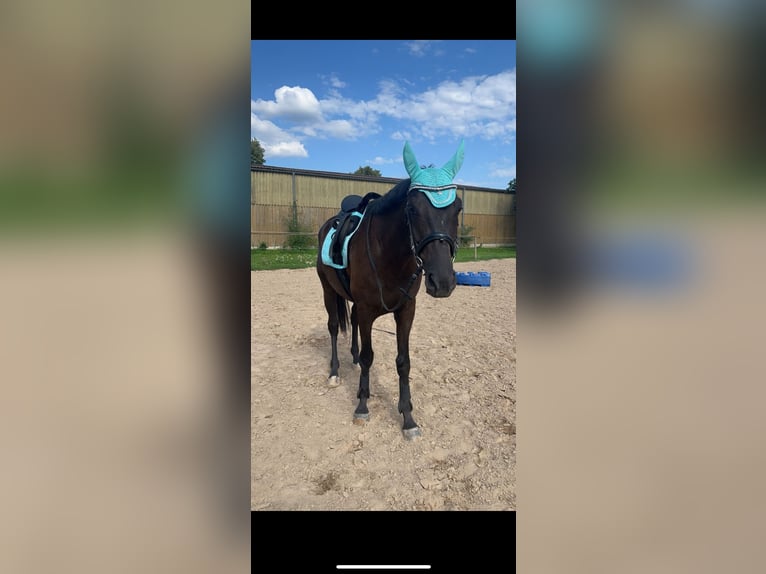 Trakehner Gelding 5 years 16,1 hh Black in Weimar