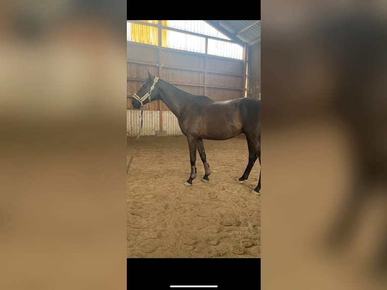 Trakehner Gelding 5 years 16,1 hh Black in Weimar