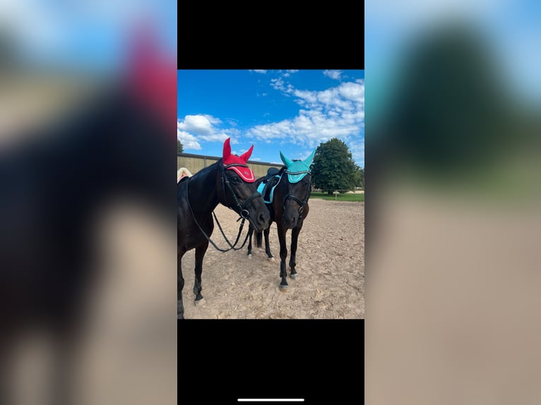 Trakehner Gelding 5 years 16,1 hh Black in Weimar