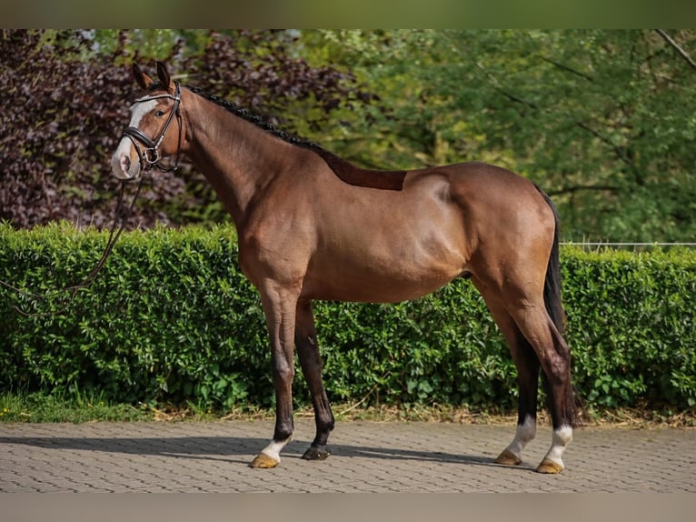 Trakehner Gelding 5 years 16.1 hh Brown in Essen (Oldenburg)
