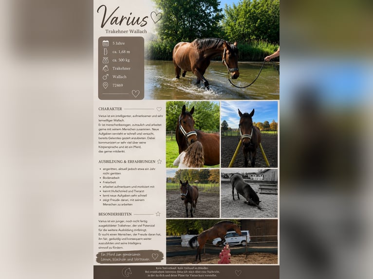 Trakehner Gelding 5 years 16.1 hh Brown in Meßstetten