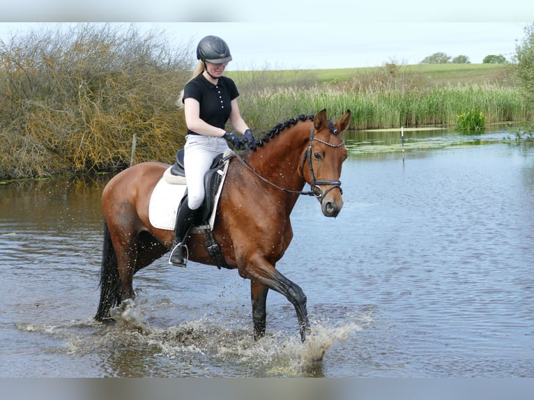 Trakehner Gelding 5 years 16.1 hh Brown in Ganschow