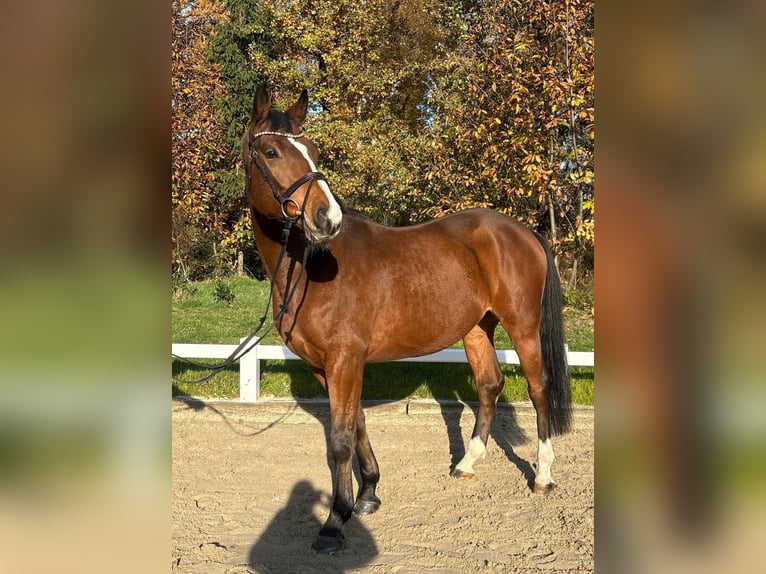 Trakehner Gelding 5 years 16.1 hh Brown in Dorsten