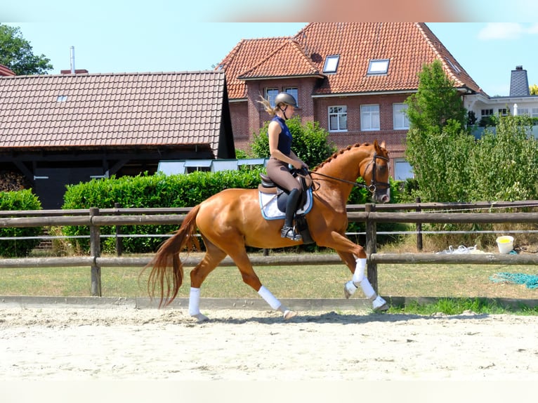 Trakehner Gelding 5 years 16.1 hh Chestnut-Red in Hopsten