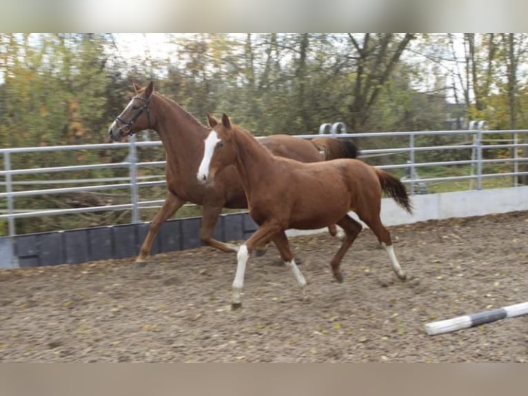 Trakehner Gelding 5 years 16.1 hh Chestnut-Red in Pfaffenhofen an der Ilm