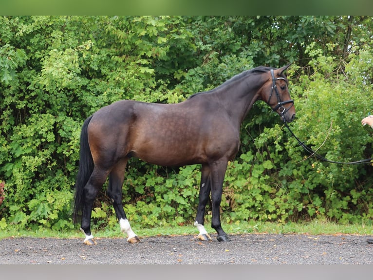 Trakehner Gelding 5 years 16.2 hh Bay-Dark in Ahrensbök