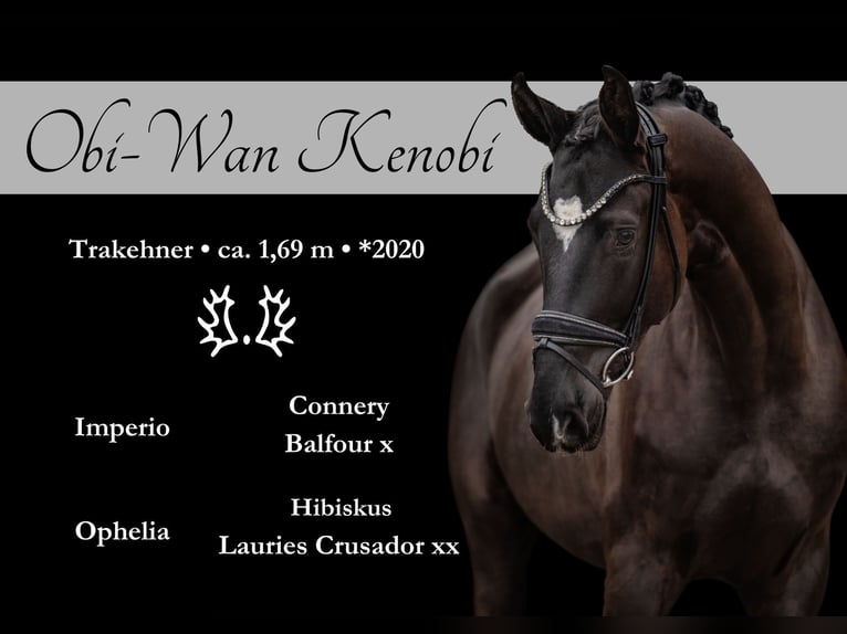 Trakehner Gelding 5 years 16,2 hh Black in Wehringen