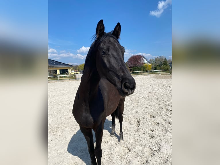 Trakehner Gelding 5 years 16.2 hh Black in Möckern