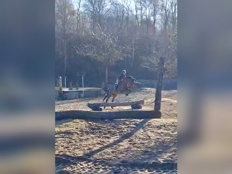 Trakehner Gelding 5 years 16.2 hh Brown in Lübeck