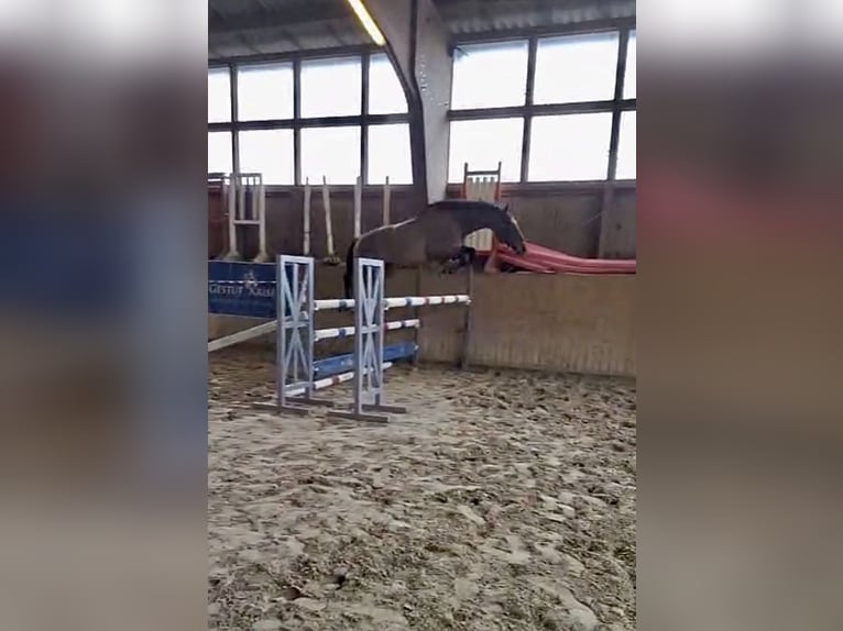 Trakehner Gelding 5 years 16.2 hh Brown in Lübeck