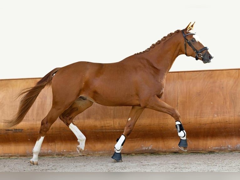 Trakehner Gelding 5 years 16,2 hh Chestnut-Red in Langenenslingen