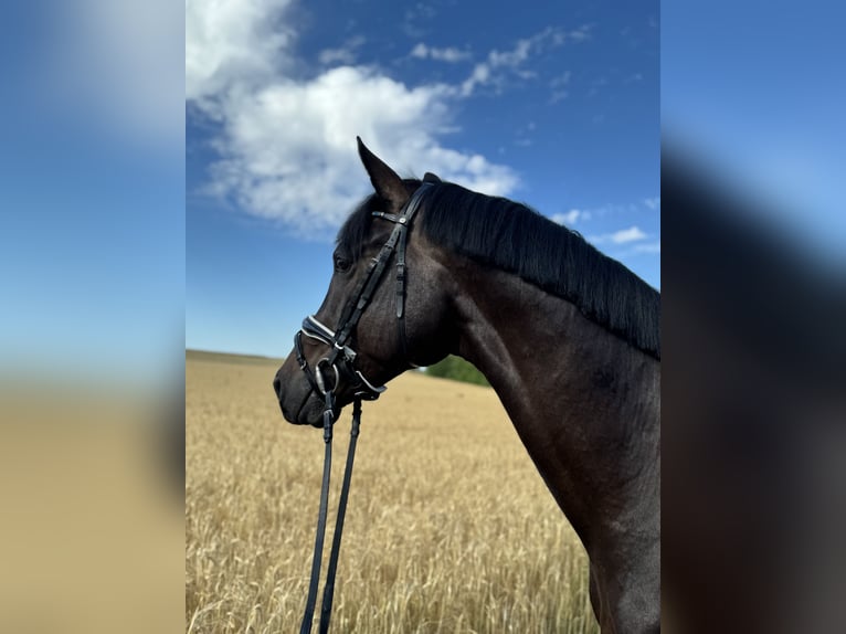 Trakehner Gelding 5 years 16 hh Black in Horn Trakehner Gelding 5 years 16 hh Black in Horn