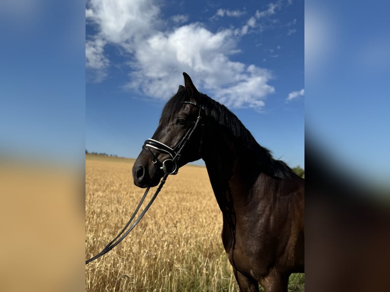Trakehner Gelding 5 years 16 hh Black in Horn Trakehner Gelding 5 years 16 hh Black in Horn