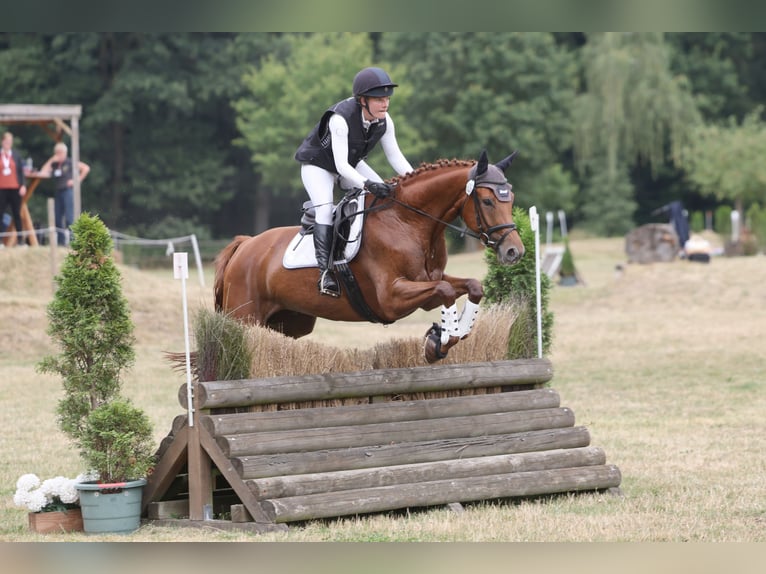 Trakehner Gelding 5 years 16 hh Chestnut-Red in Heidekrug