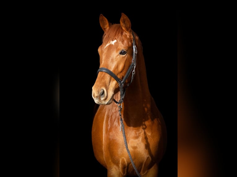 Trakehner Gelding 5 years 16 hh Chestnut-Red in Heidekrug