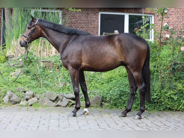 Trakehner Gelding 5 years 16,1 hh Bay-Dark in Hamm