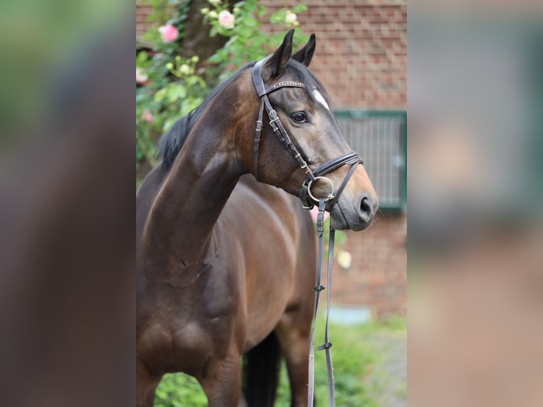 Trakehner Gelding 5 years 16,1 hh Bay-Dark in Hamm