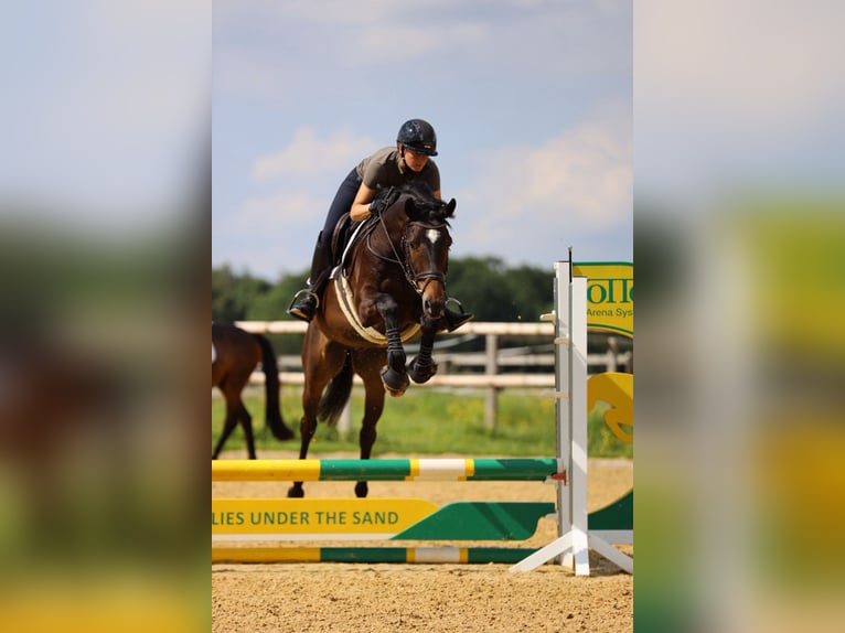 Trakehner Gelding 5 years 16,1 hh Bay-Dark in Hamm