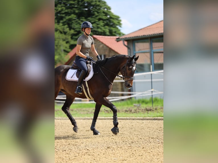 Trakehner Gelding 5 years 16,1 hh Bay-Dark in Hamm