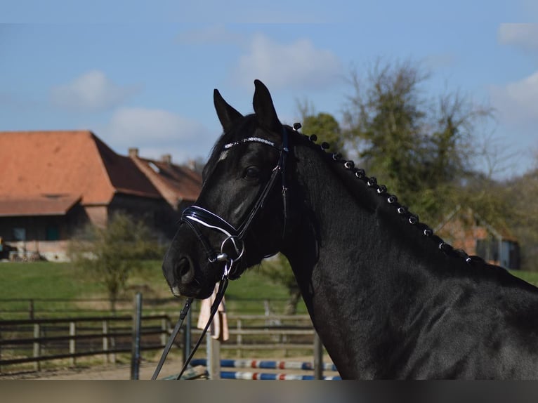 Trakehner Gelding 5 years 16,1 hh Black in Wadersloh