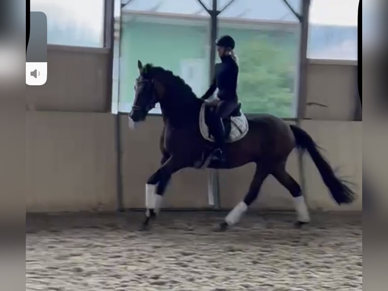 Trakehner Gelding 5 years 16,1 hh Brown in Gundelfingen Trakehner Gelding 5 years 16,1 hh Brown in Gundelfingen