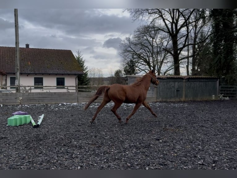 Trakehner Gelding 5 years 16,1 hh Chestnut-Red in Rohrbach