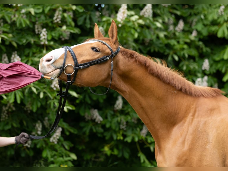 Trakehner Gelding 5 years 16,1 hh Chestnut-Red in Wolfhagen