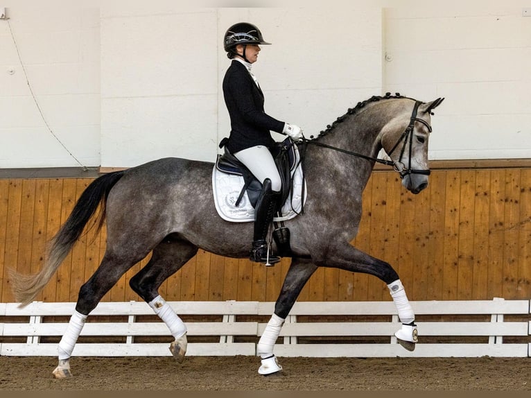 Trakehner Gelding 5 years 16,1 hh Grey in Schlieckau