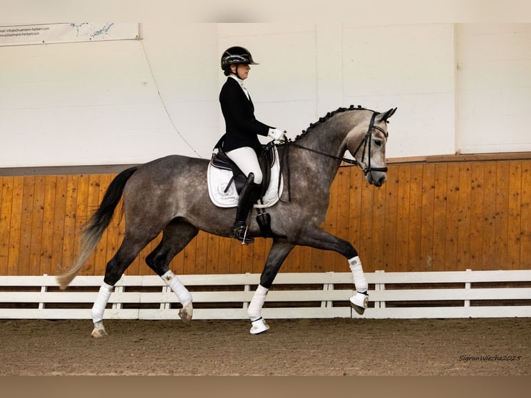 Trakehner Gelding 5 years 16,1 hh Grey in Schlieckau