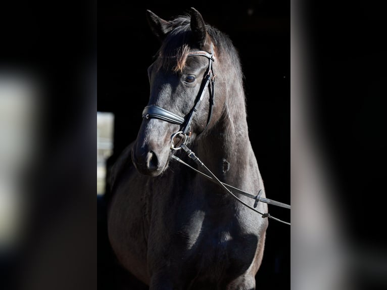 Trakehner Gelding 5 years 16,2 hh Bay-Dark in Kummersdorf-Gut