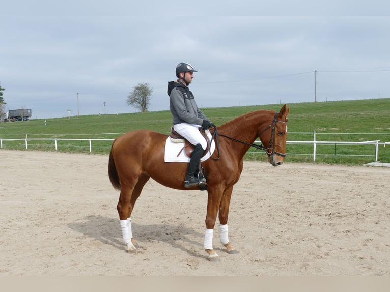 Trakehner Gelding 5 years 16,2 hh Chestnut-Red in Ganschow