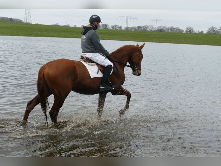 Trakehner Gelding 5 years 16,2 hh Chestnut-Red in Ganschow