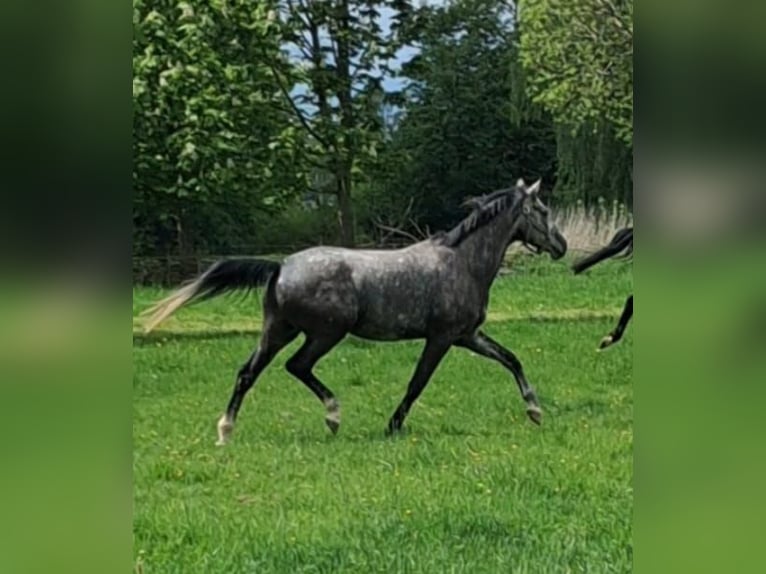 Trakehner Gelding 5 years 16,2 hh Gray in Bad Oldesloe