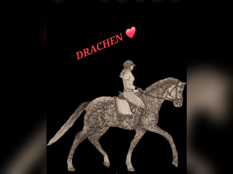 Trakehner Gelding 5 years 16,2 hh Gray in Bad Oldesloe
