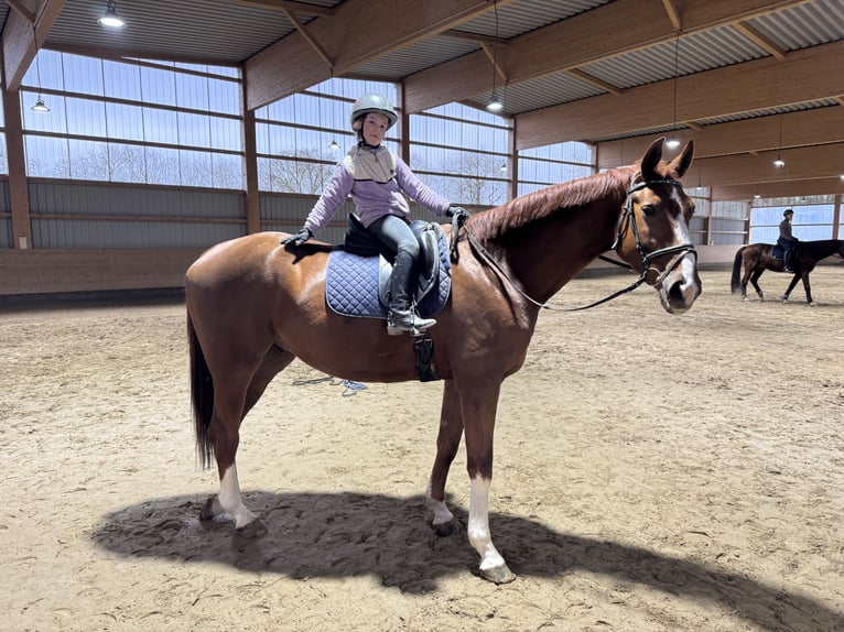 Trakehner Gelding 5 years 16,3 hh Chestnut in Ganschow