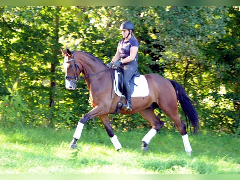 Trakehner Gelding 5 years 17 hh Bay-Dark in Emmerthal