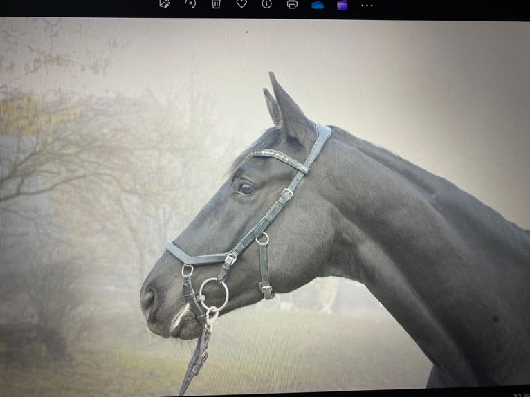 Trakehner Gelding 5 years 17 hh Black in EiselfingHebertsham