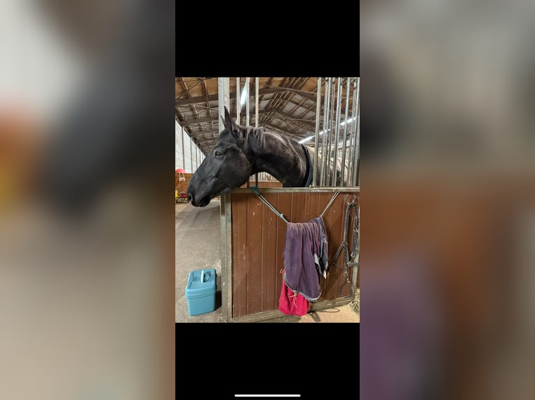 Trakehner Gelding 5 years 17 hh Smoky-Black in Suhl