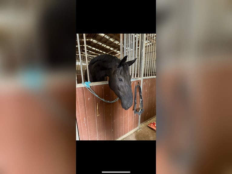 Trakehner Gelding 5 years 17 hh Smoky-Black in Suhl