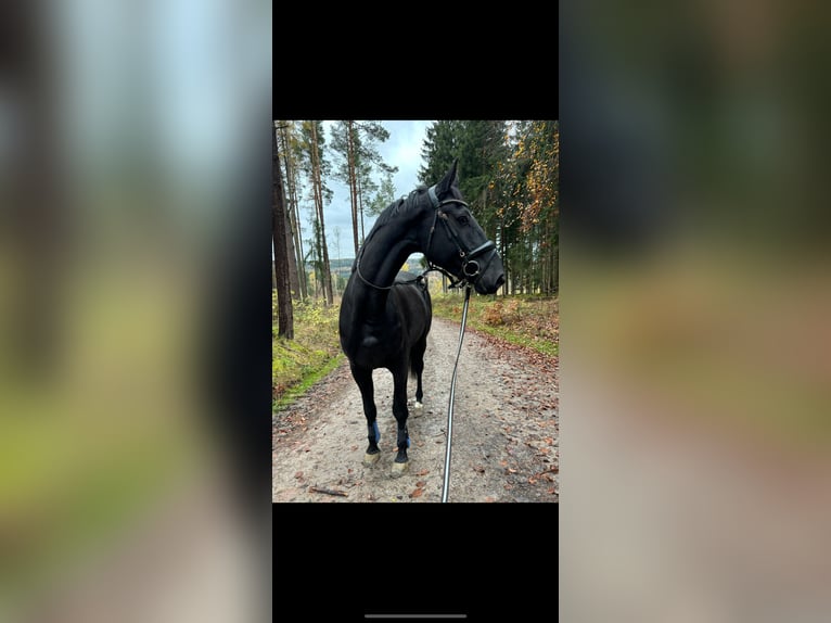 Trakehner Gelding 5 years 17 hh Smoky-Black in Suhl