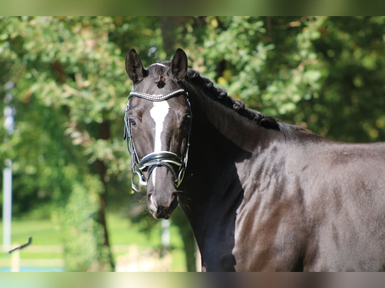 Trakehner Gelding 6 years 15,3 hh Black in Darmstadt