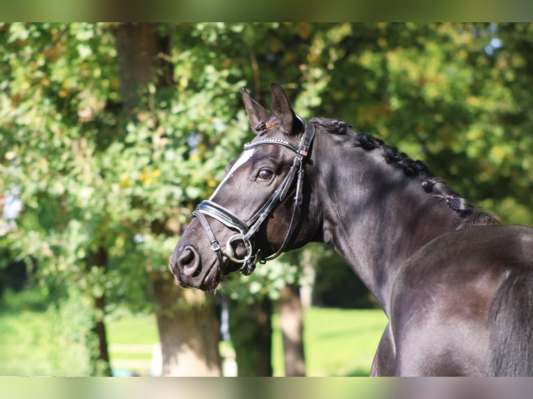 Trakehner Gelding 6 years 15,3 hh Black in Darmstadt