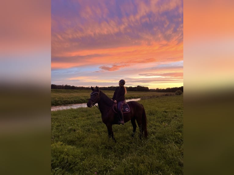 Trakehner Mix Gelding 6 years 15,3 hh Black in Leipzig